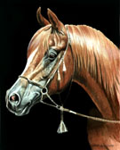 Arabian Equine art - Arab Gent